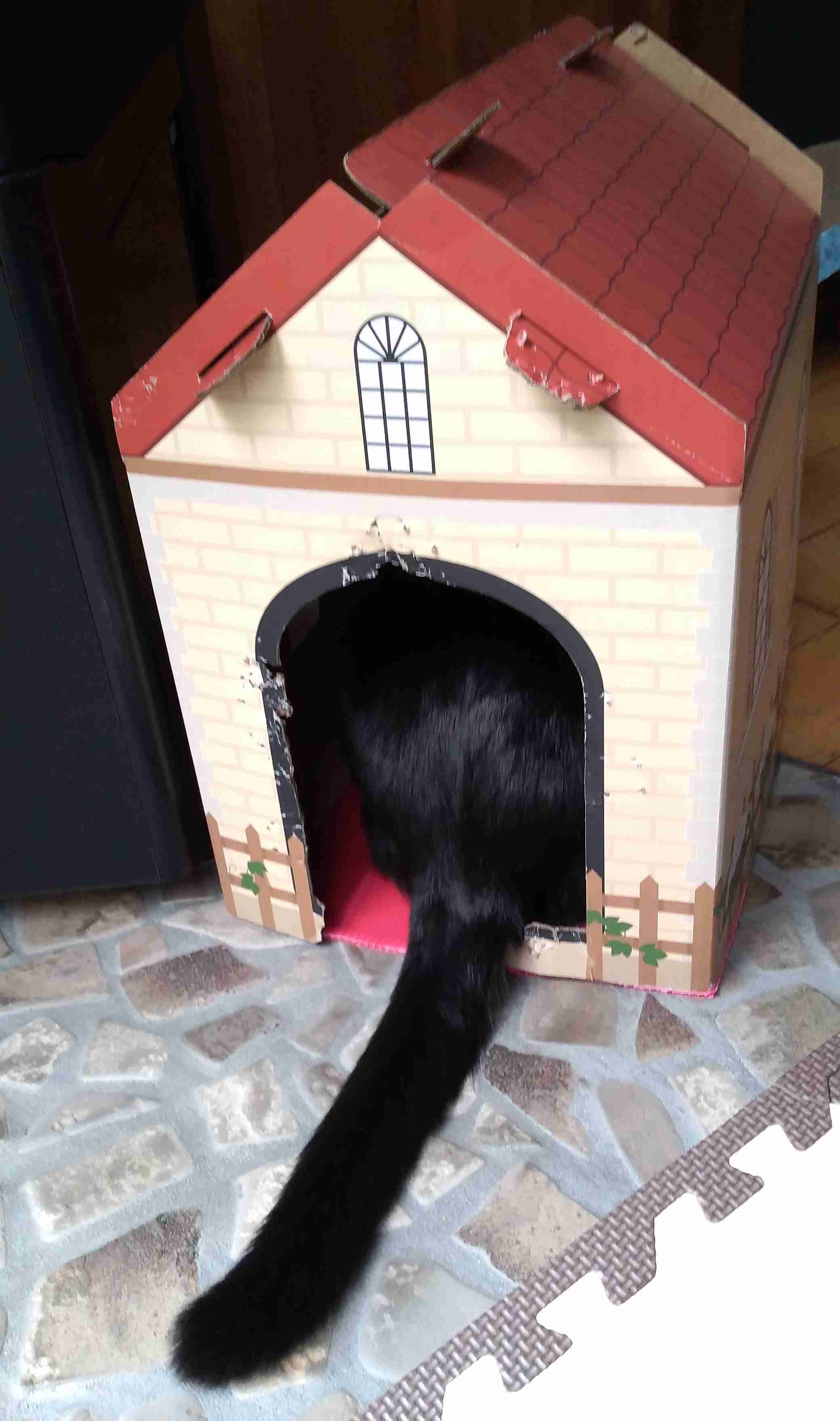 がるちゃん猫カフェ82号店開店しました♪(初めての方も大歓迎♪)