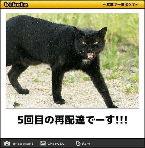 がるちゃん猫カフェ82号店開店しました♪(初めての方も大歓迎♪)