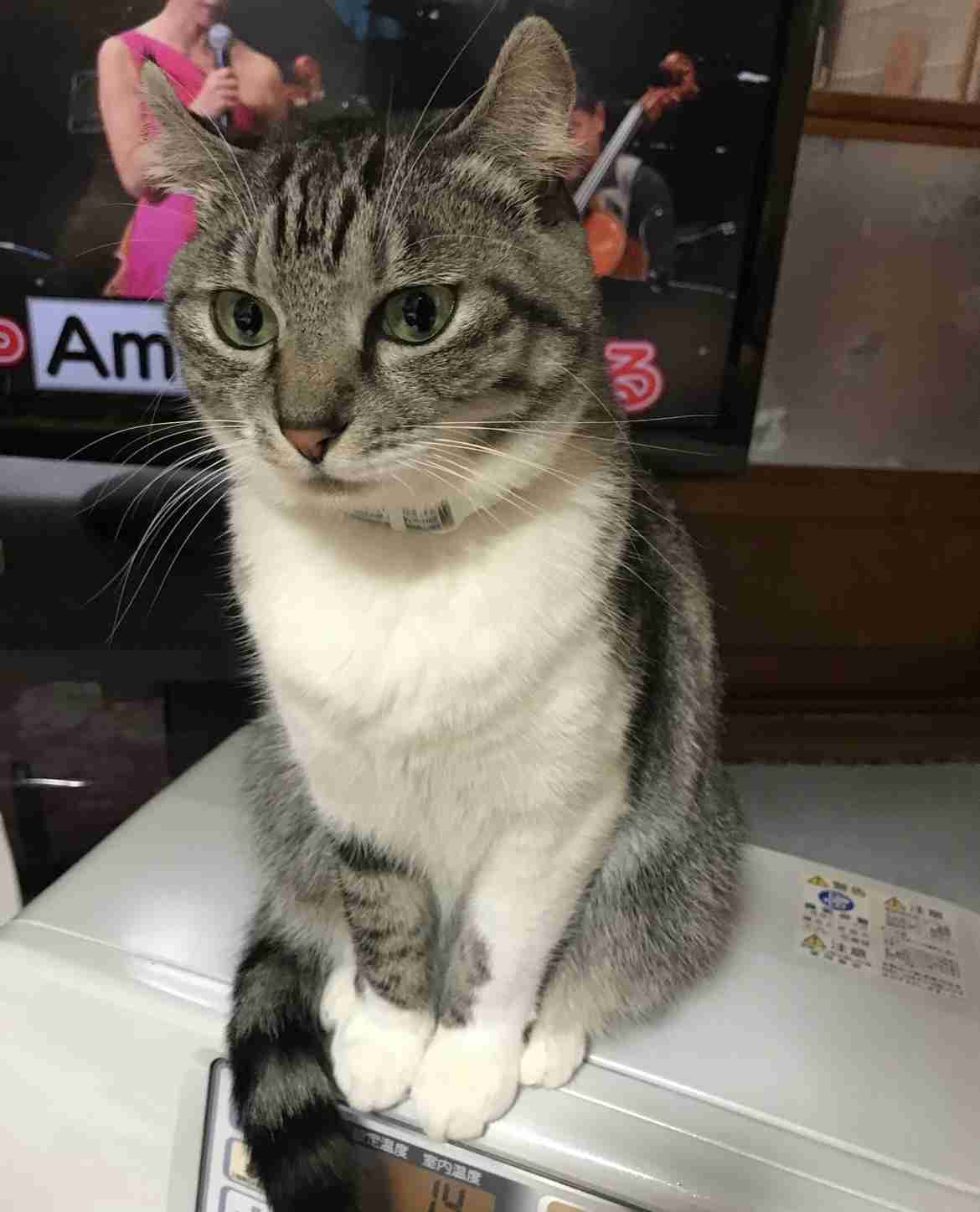 がるちゃん猫カフェ82号店開店しました♪(初めての方も大歓迎♪)