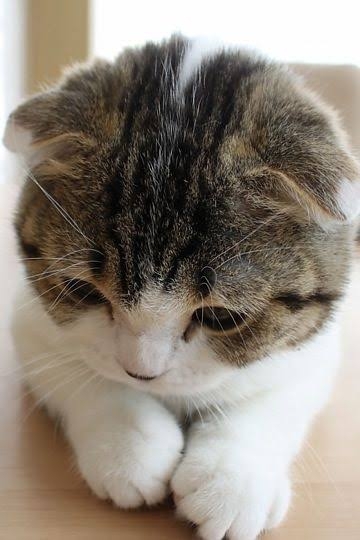 がるちゃん猫カフェ82号店開店しました♪(初めての方も大歓迎♪)