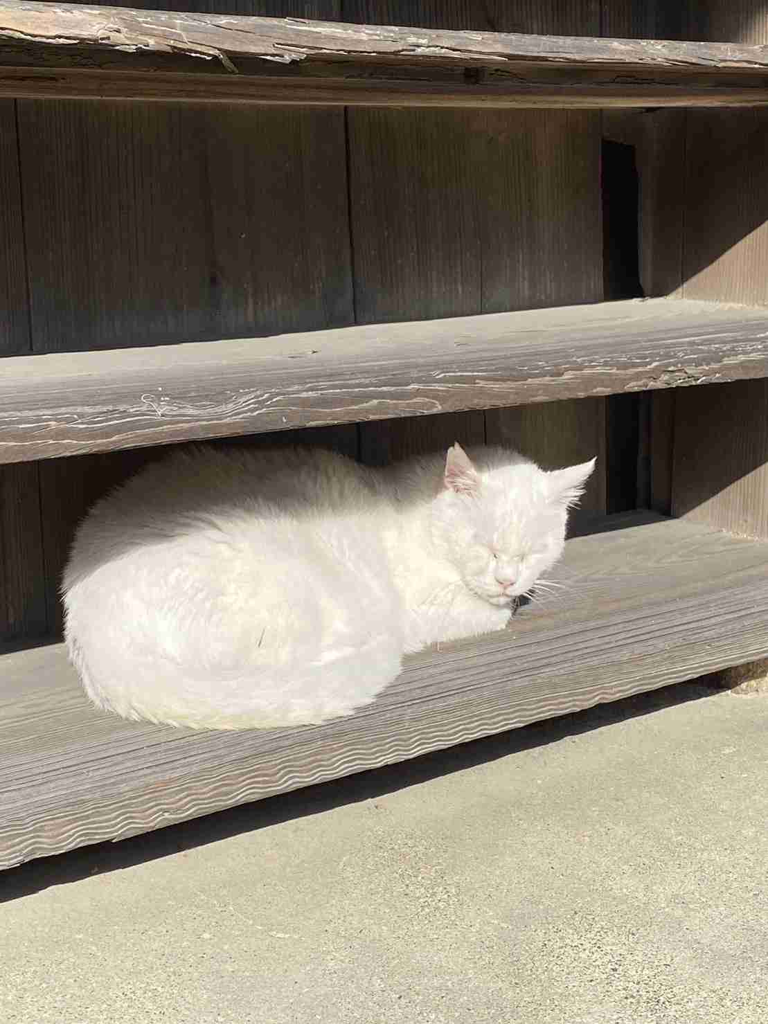 がるちゃん猫カフェ82号店開店しました♪(初めての方も大歓迎♪)