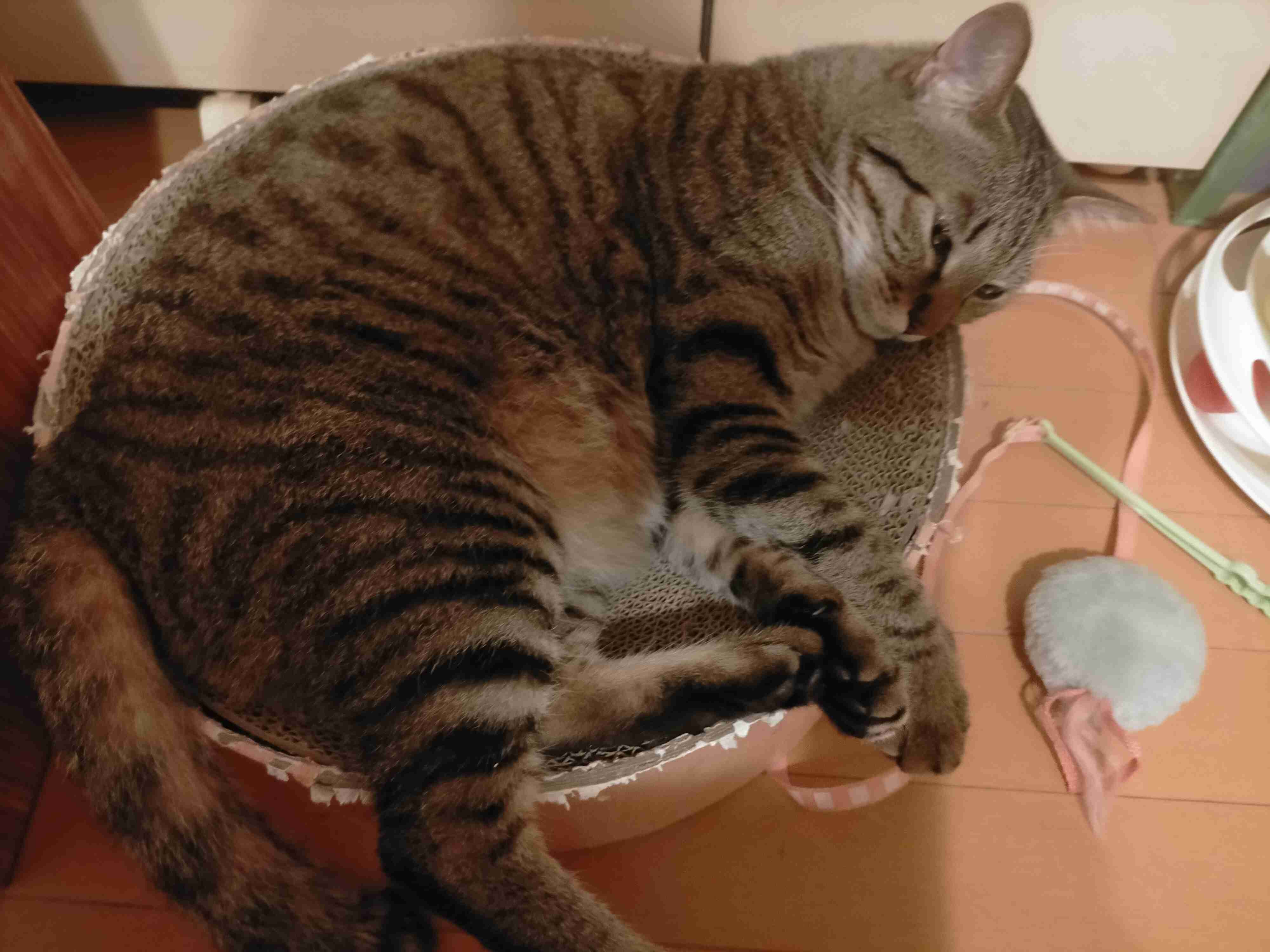 がるちゃん猫カフェ82号店開店しました♪(初めての方も大歓迎♪)