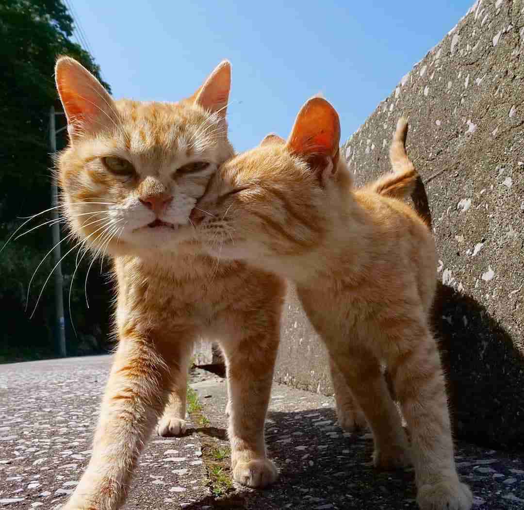 がるちゃん猫カフェ82号店開店しました♪(初めての方も大歓迎♪)