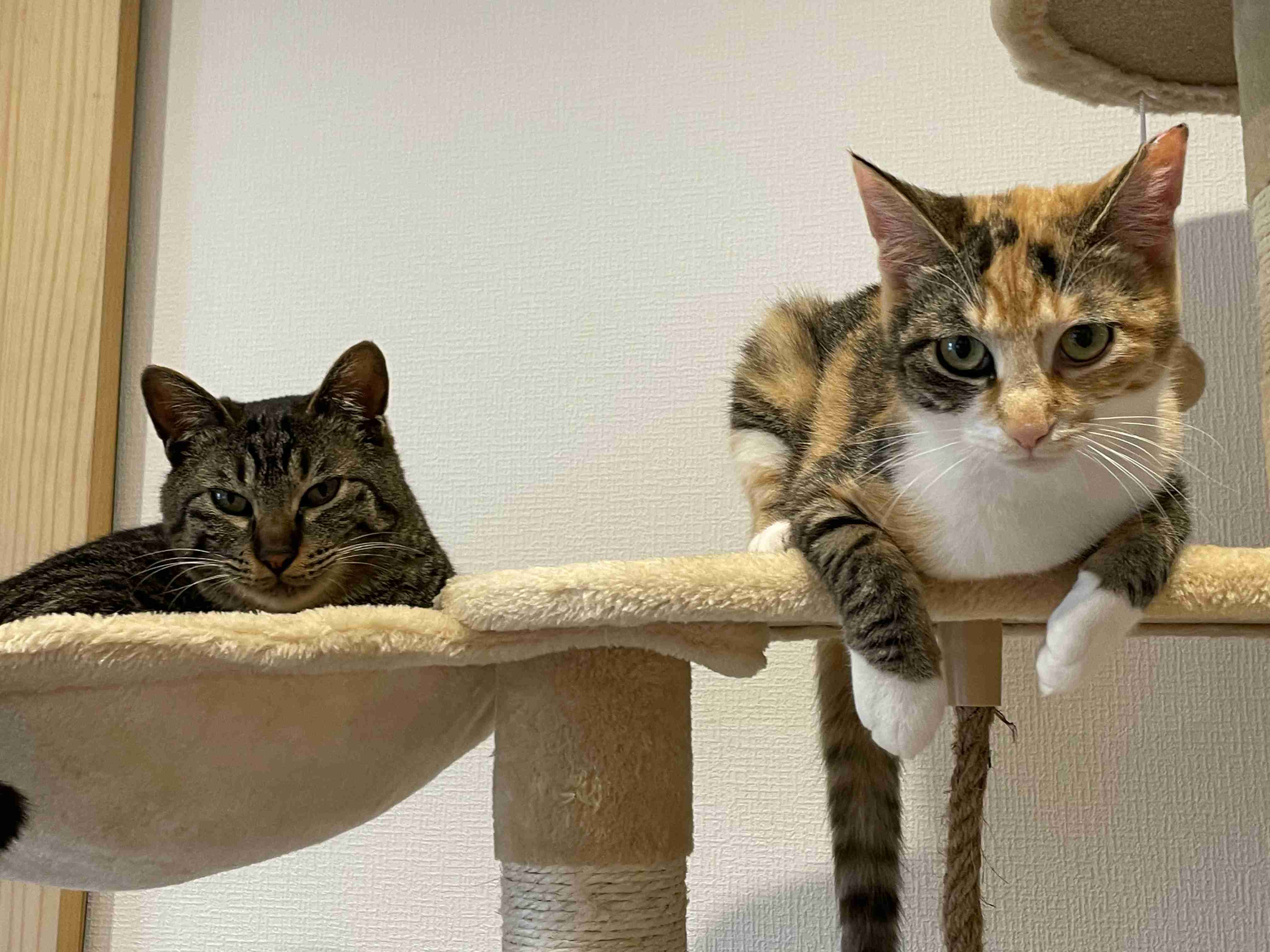 がるちゃん猫カフェ82号店開店しました♪(初めての方も大歓迎♪)