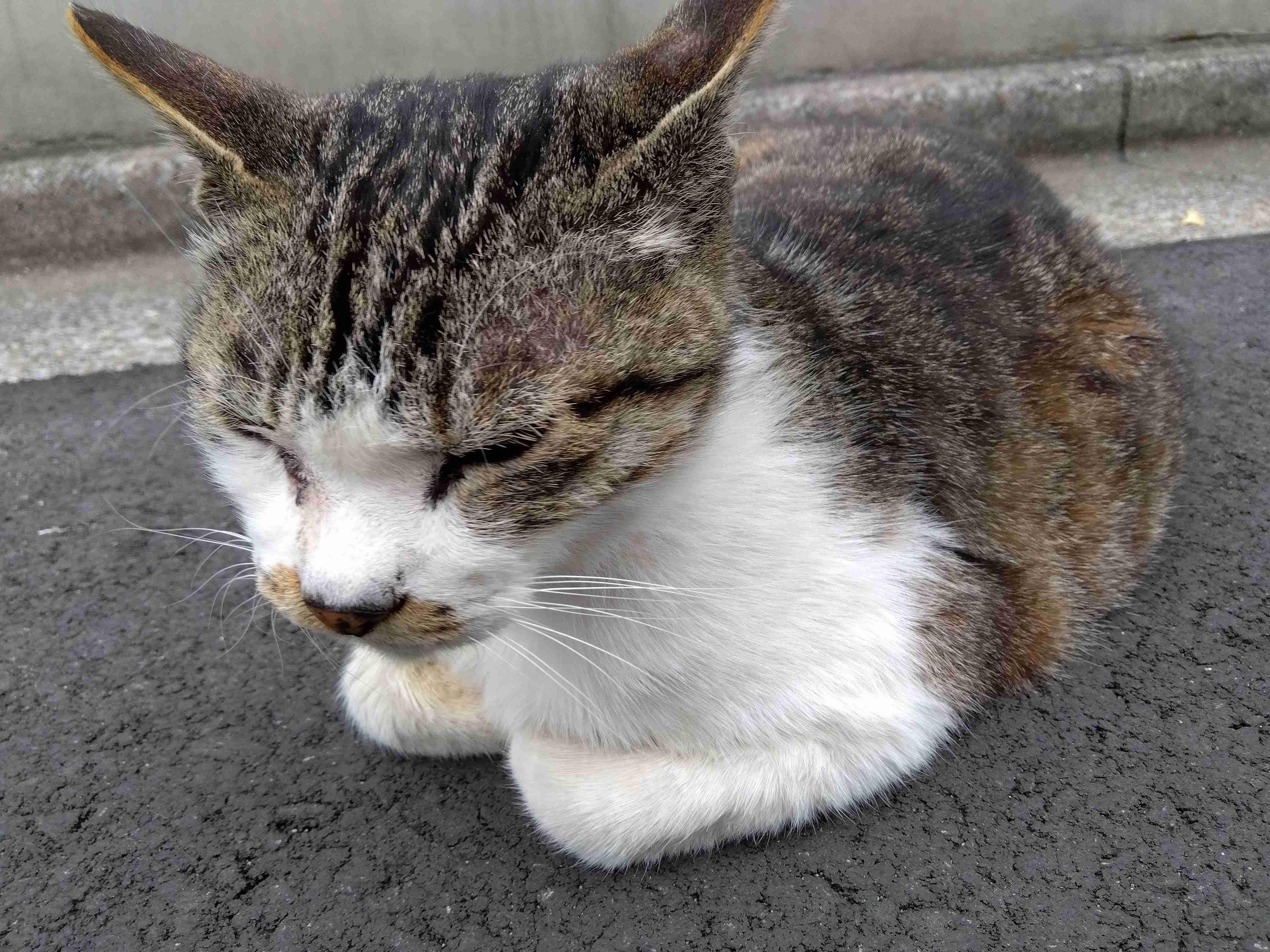 がるちゃん猫カフェ82号店開店しました♪(初めての方も大歓迎♪)