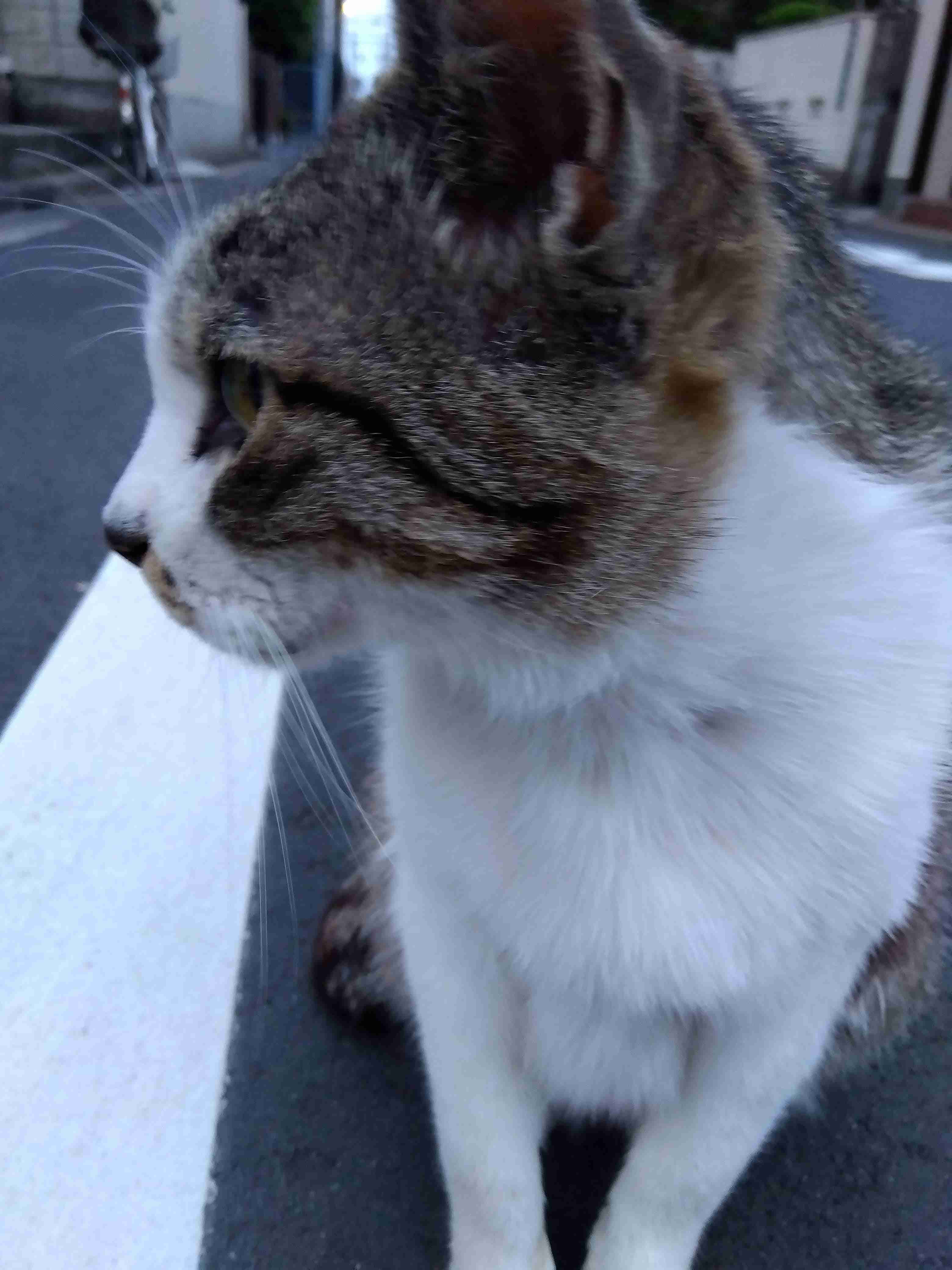 がるちゃん猫カフェ82号店開店しました♪(初めての方も大歓迎♪)