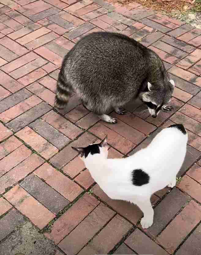 がるちゃん猫カフェ82号店開店しました♪(初めての方も大歓迎♪)