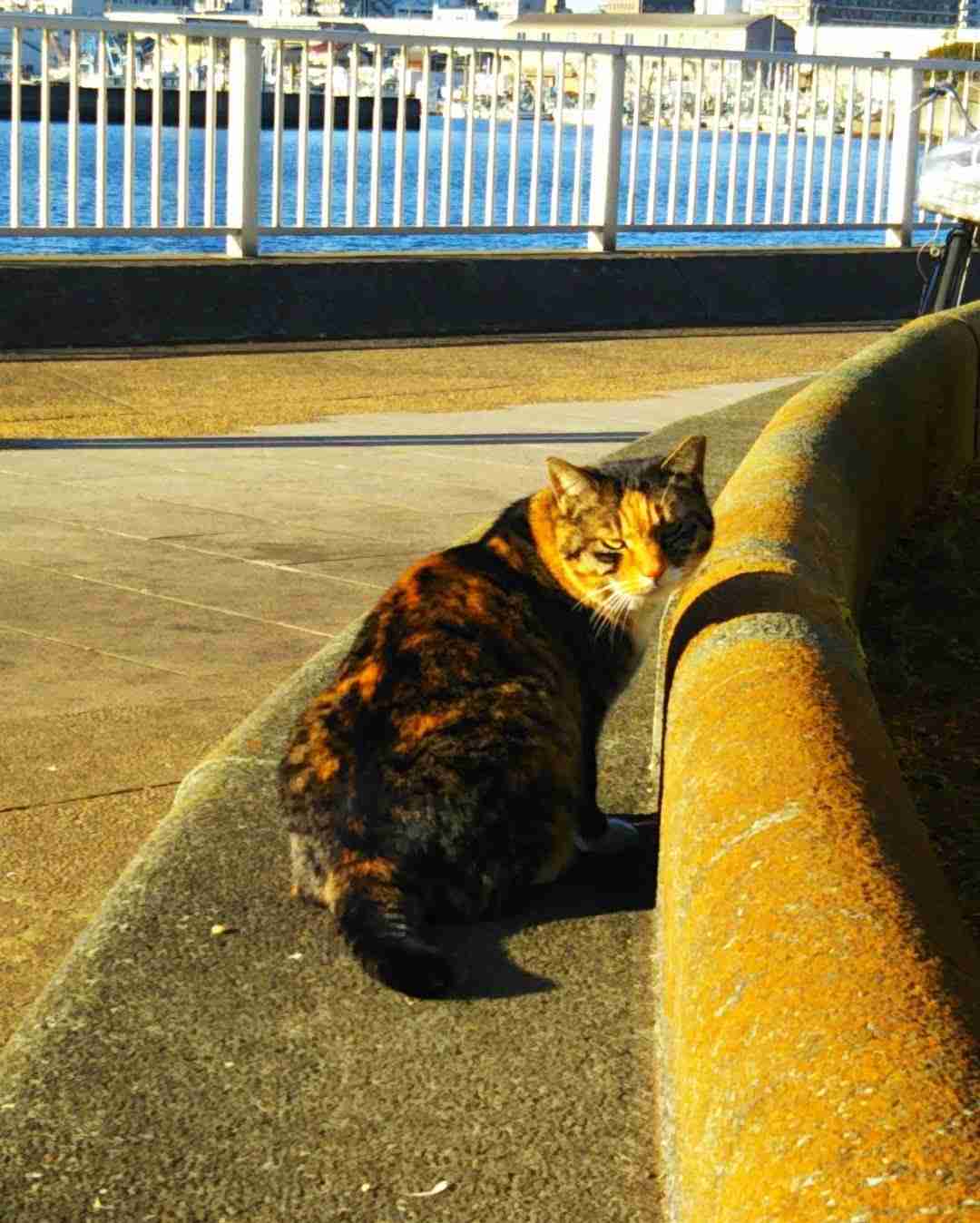 がるちゃん猫カフェ82号店開店しました♪(初めての方も大歓迎♪)