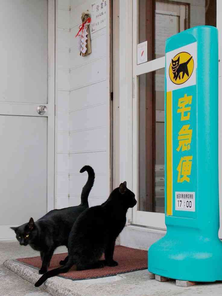 がるちゃん猫カフェ82号店開店しました♪(初めての方も大歓迎♪)