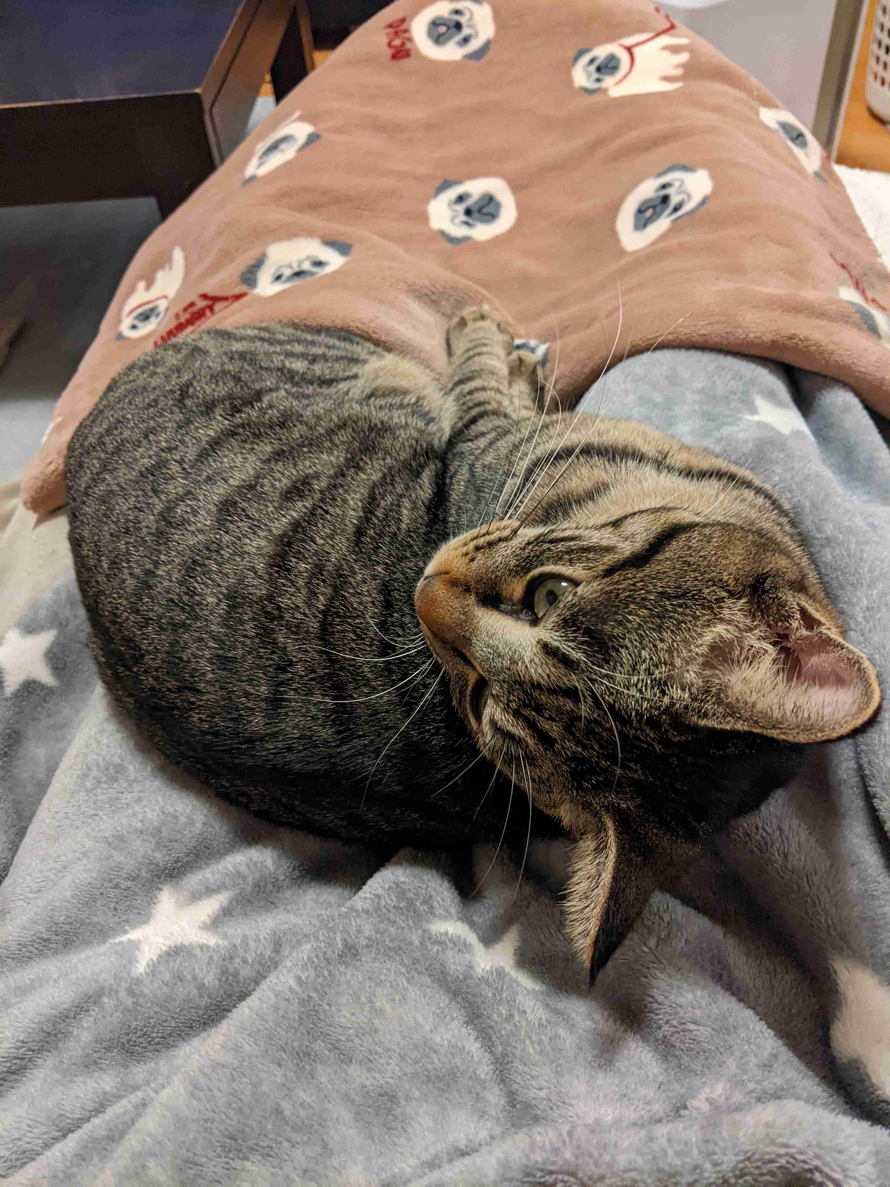 がるちゃん猫カフェ82号店開店しました♪(初めての方も大歓迎♪)