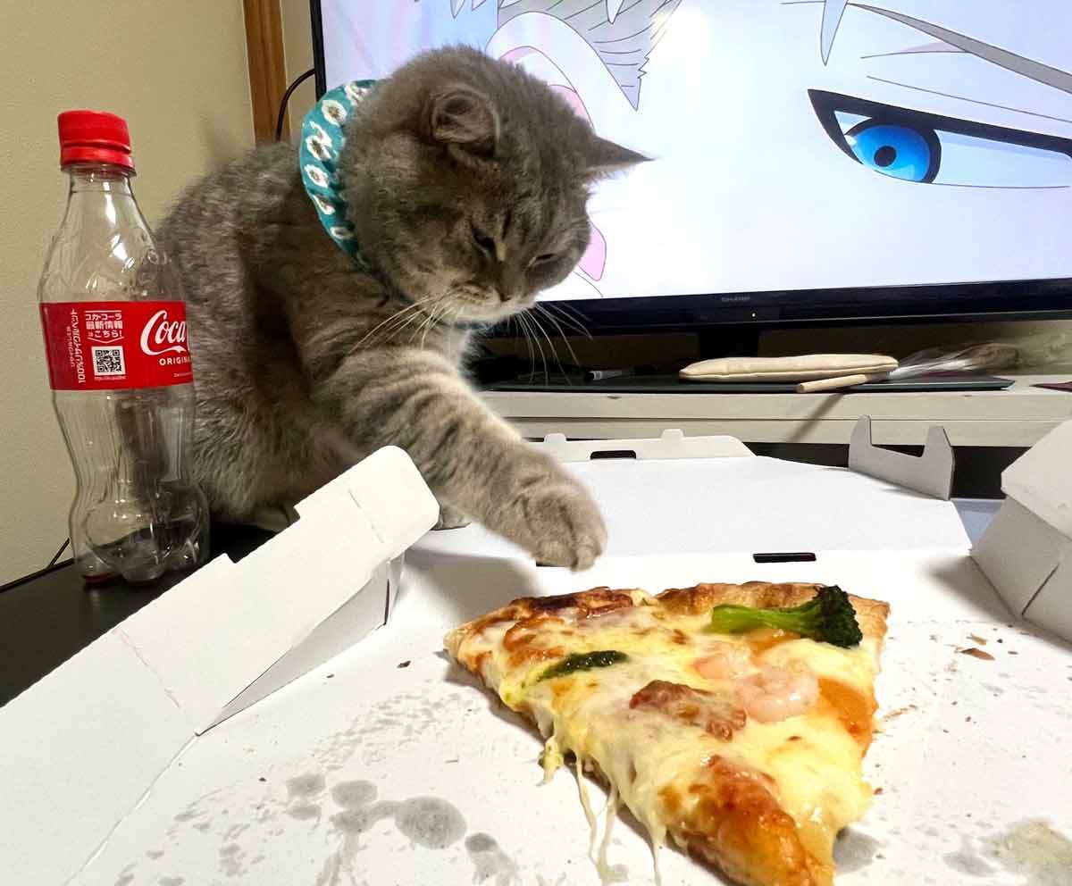 がるちゃん猫カフェ82号店開店しました♪(初めての方も大歓迎♪)