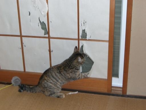 がるちゃん猫カフェ82号店開店しました♪(初めての方も大歓迎♪)