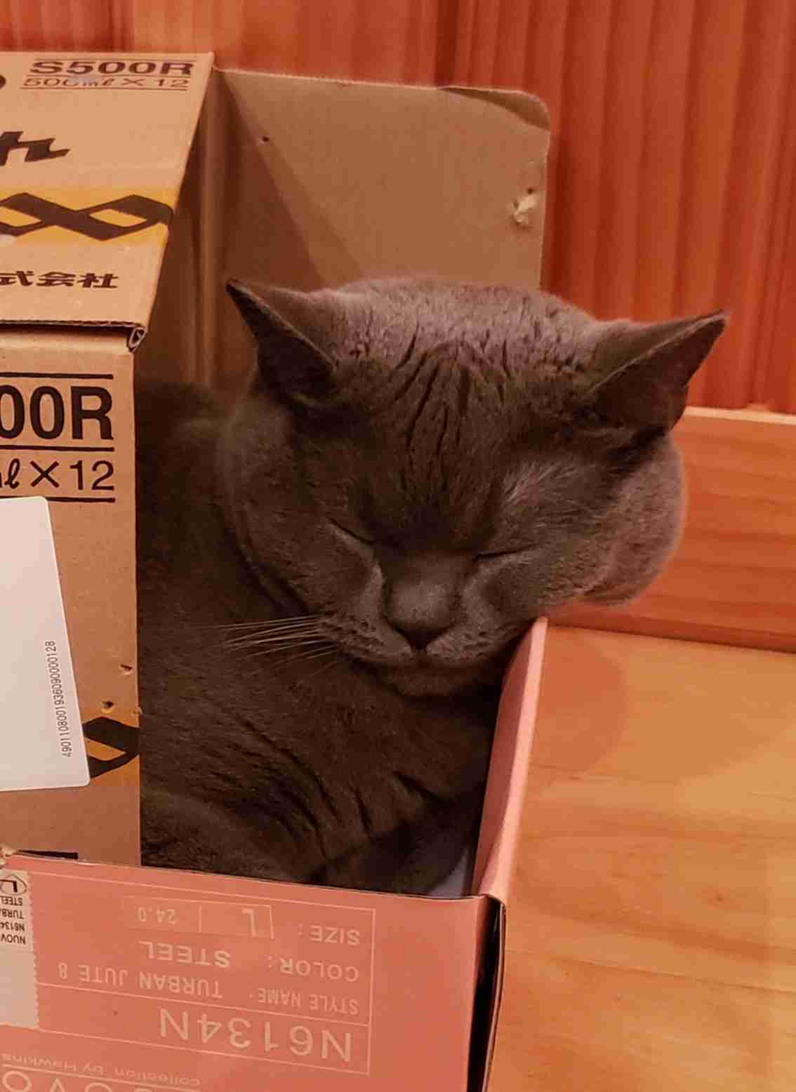 がるちゃん猫カフェ82号店開店しました♪(初めての方も大歓迎♪)