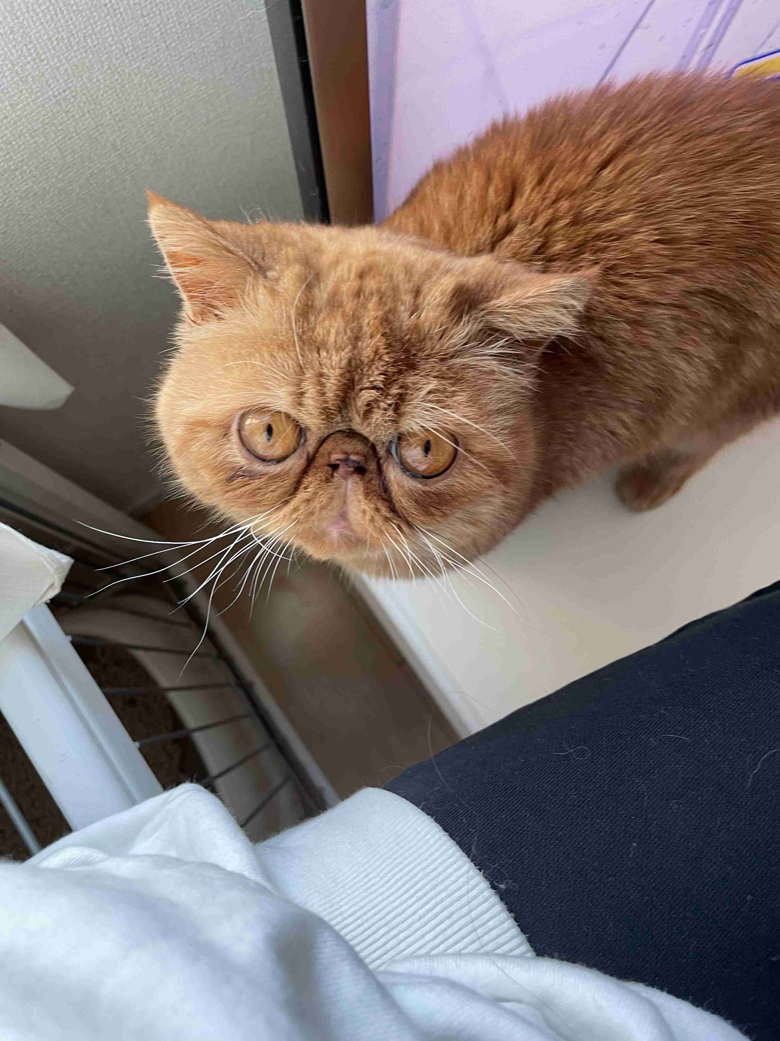 がるちゃん猫カフェ82号店開店しました♪(初めての方も大歓迎♪)
