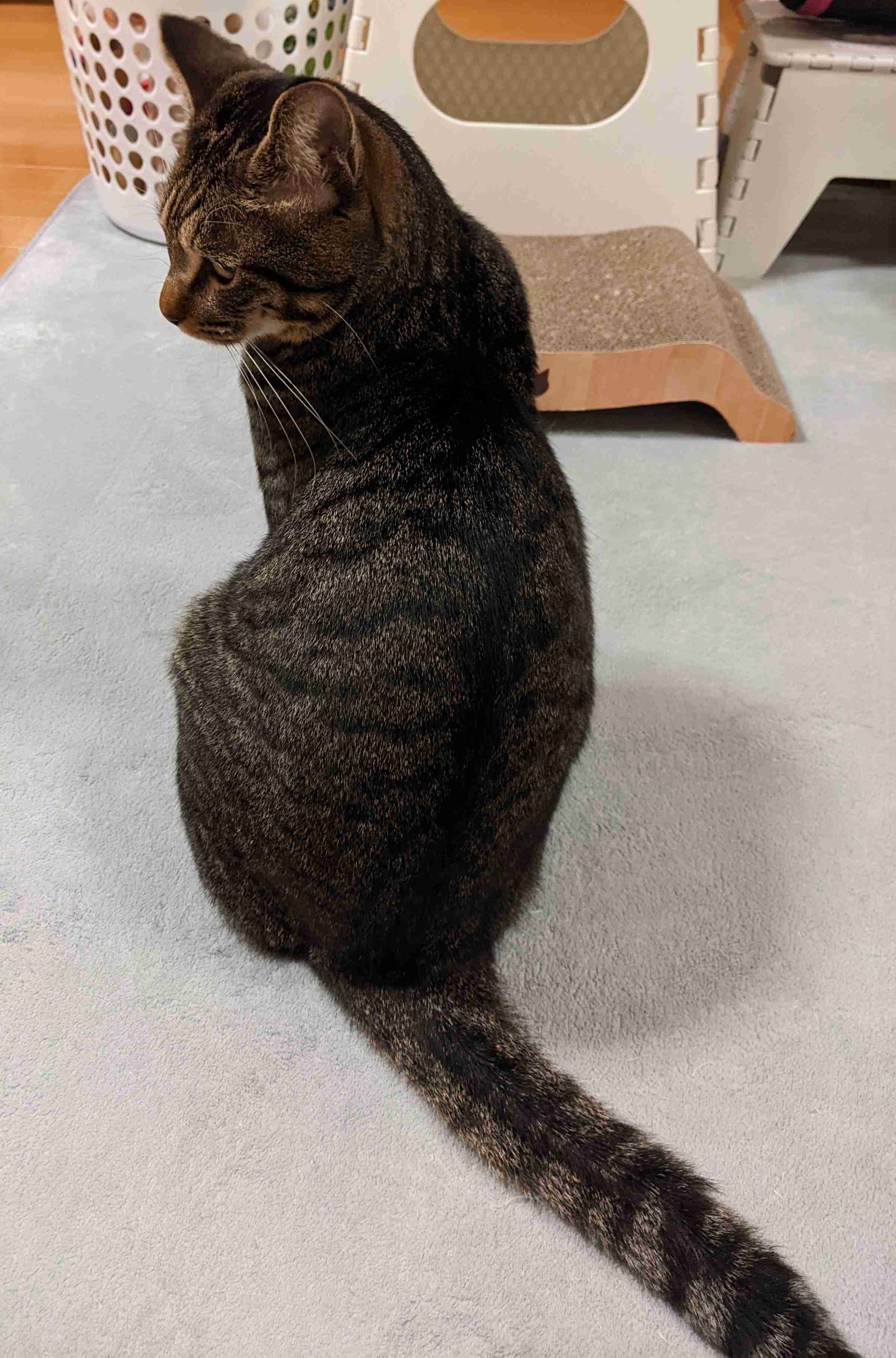 がるちゃん猫カフェ82号店開店しました♪(初めての方も大歓迎♪)