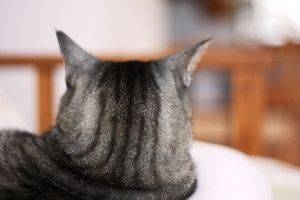 がるちゃん猫カフェ82号店開店しました♪(初めての方も大歓迎♪)