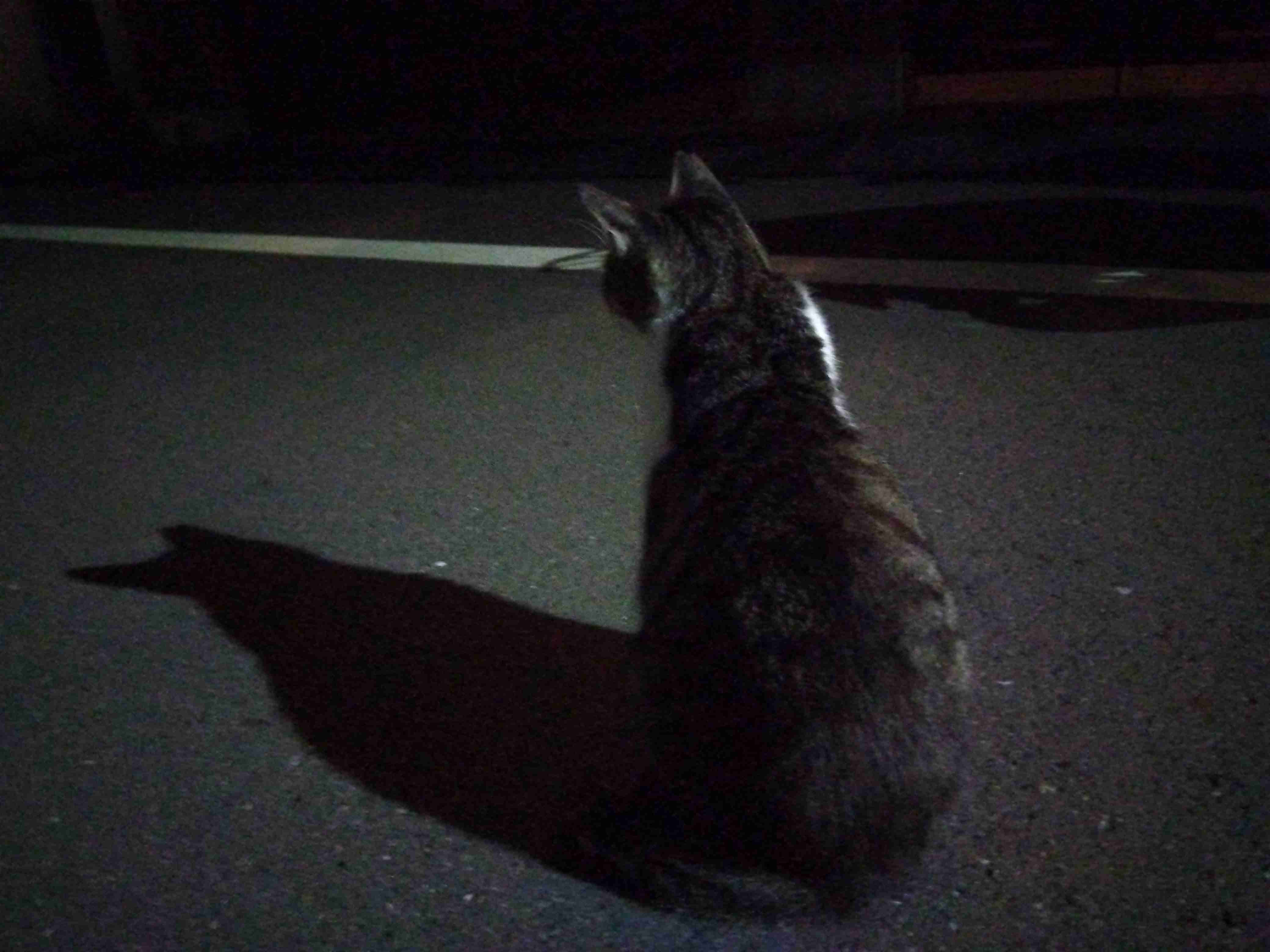 がるちゃん猫カフェ82号店開店しました♪(初めての方も大歓迎♪)