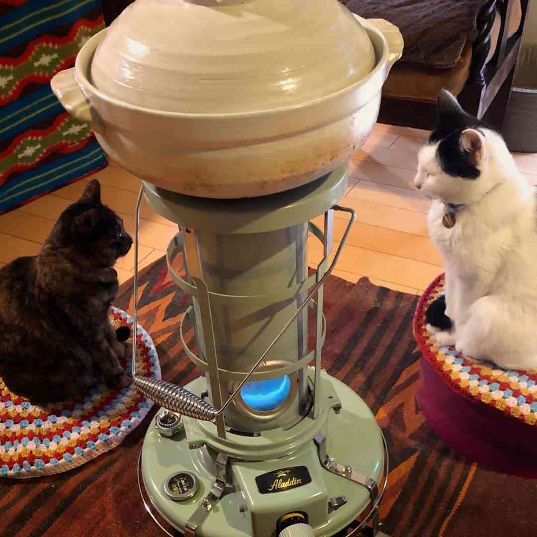 がるちゃん猫カフェ82号店開店しました♪(初めての方も大歓迎♪)