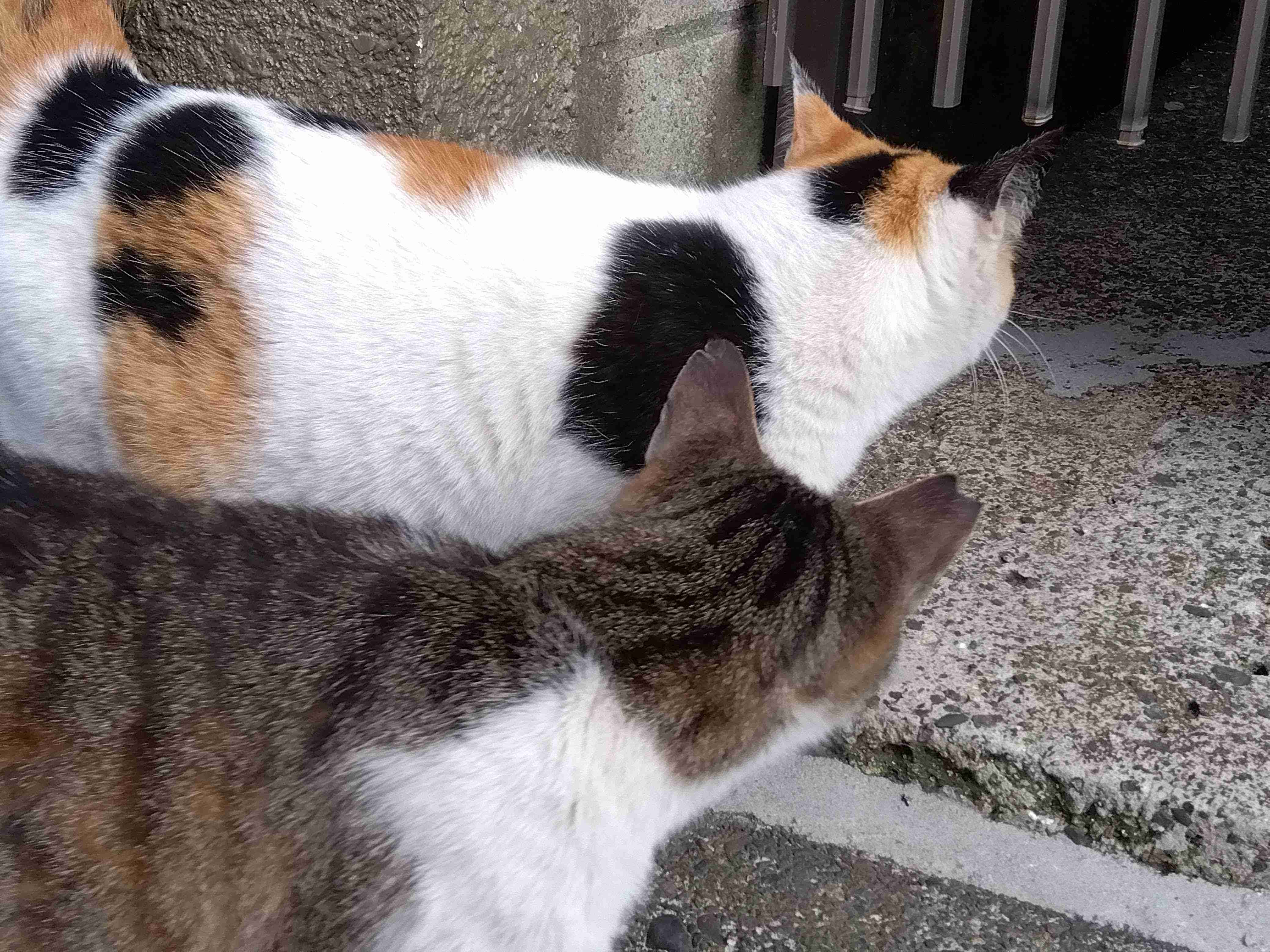 がるちゃん猫カフェ82号店開店しました♪(初めての方も大歓迎♪)
