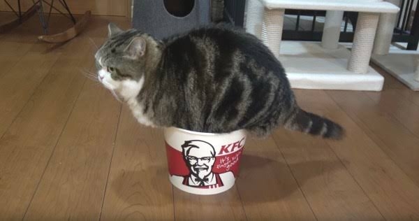 がるちゃん猫カフェ82号店開店しました♪(初めての方も大歓迎♪)