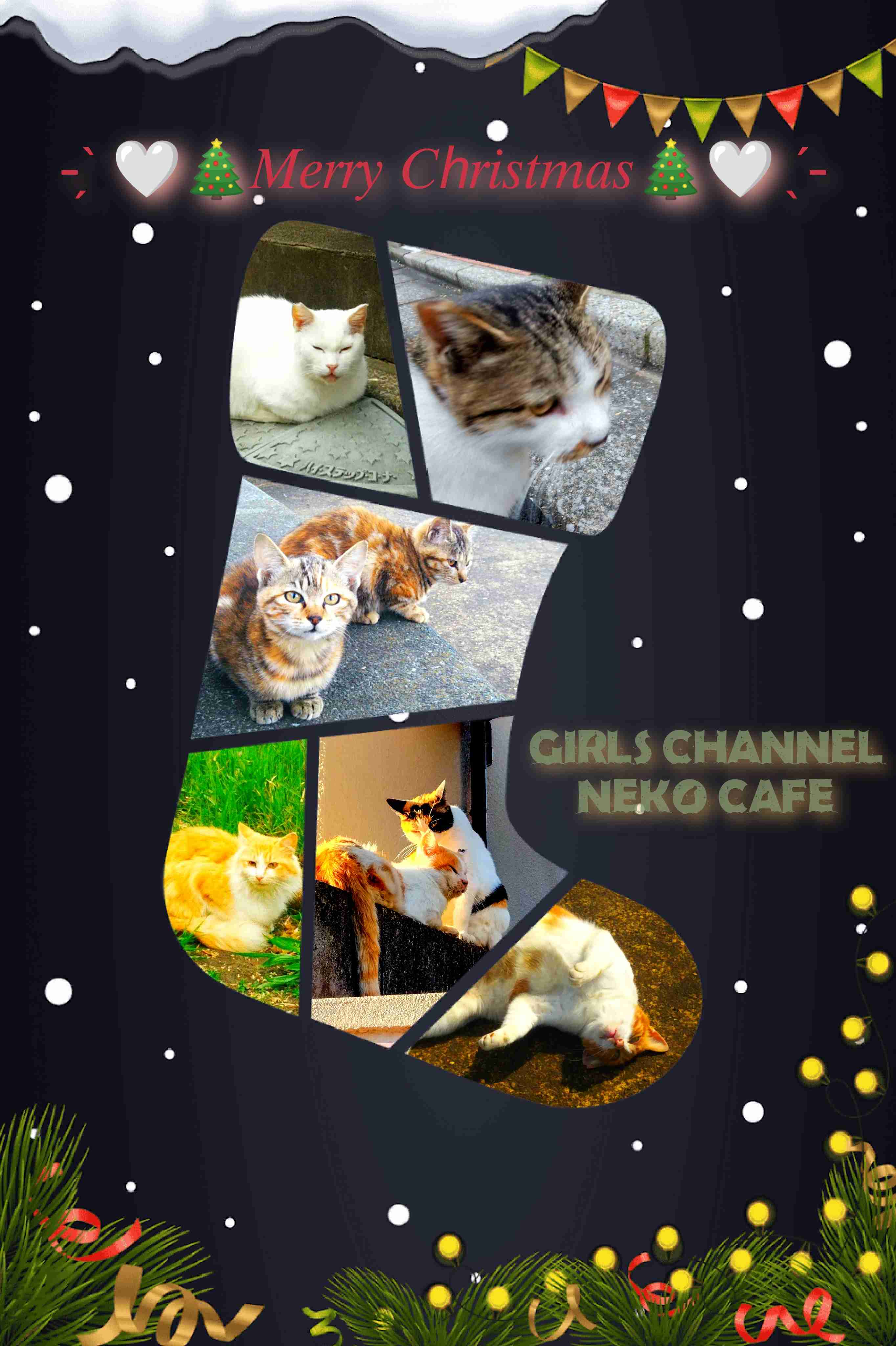 がるちゃん猫カフェ82号店開店しました♪(初めての方も大歓迎♪)