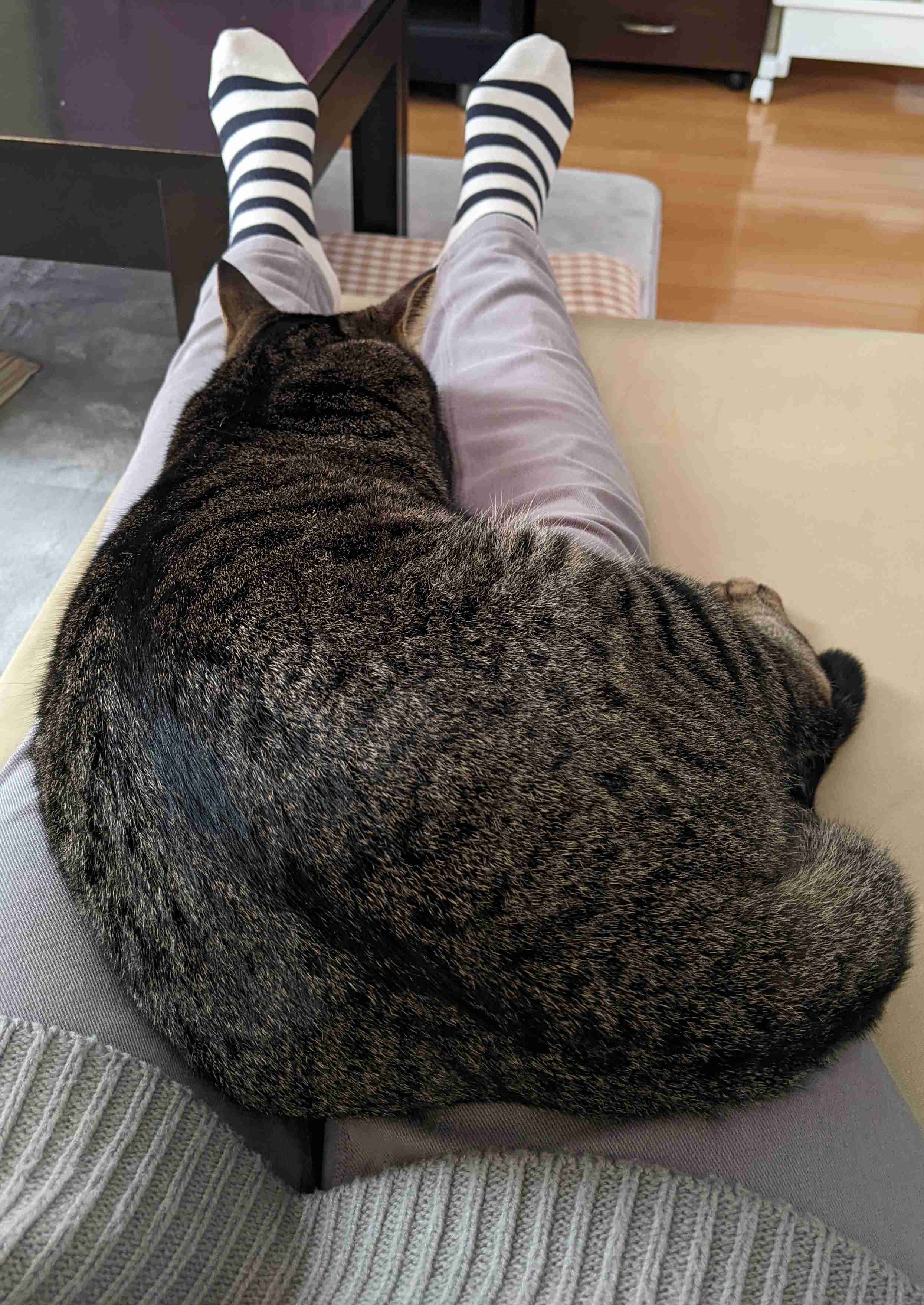 がるちゃん猫カフェ82号店開店しました♪(初めての方も大歓迎♪)