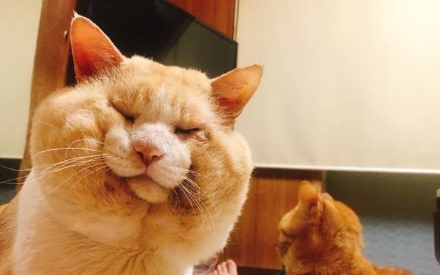がるちゃん猫カフェ82号店開店しました♪(初めての方も大歓迎♪)