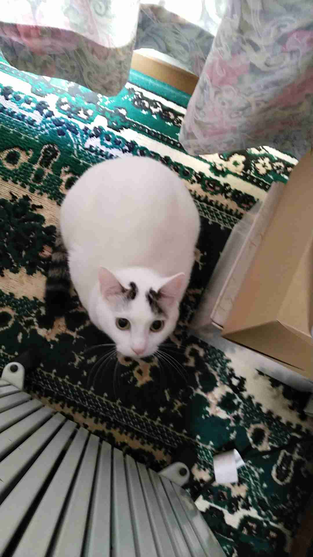 がるちゃん猫カフェ82号店開店しました♪(初めての方も大歓迎♪)