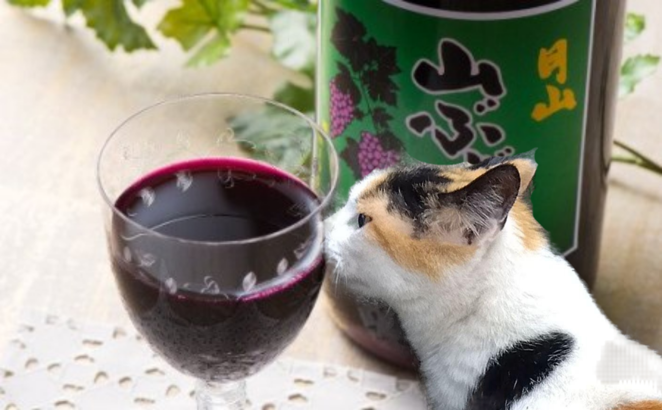 がるちゃん猫カフェ82号店開店しました♪(初めての方も大歓迎♪)