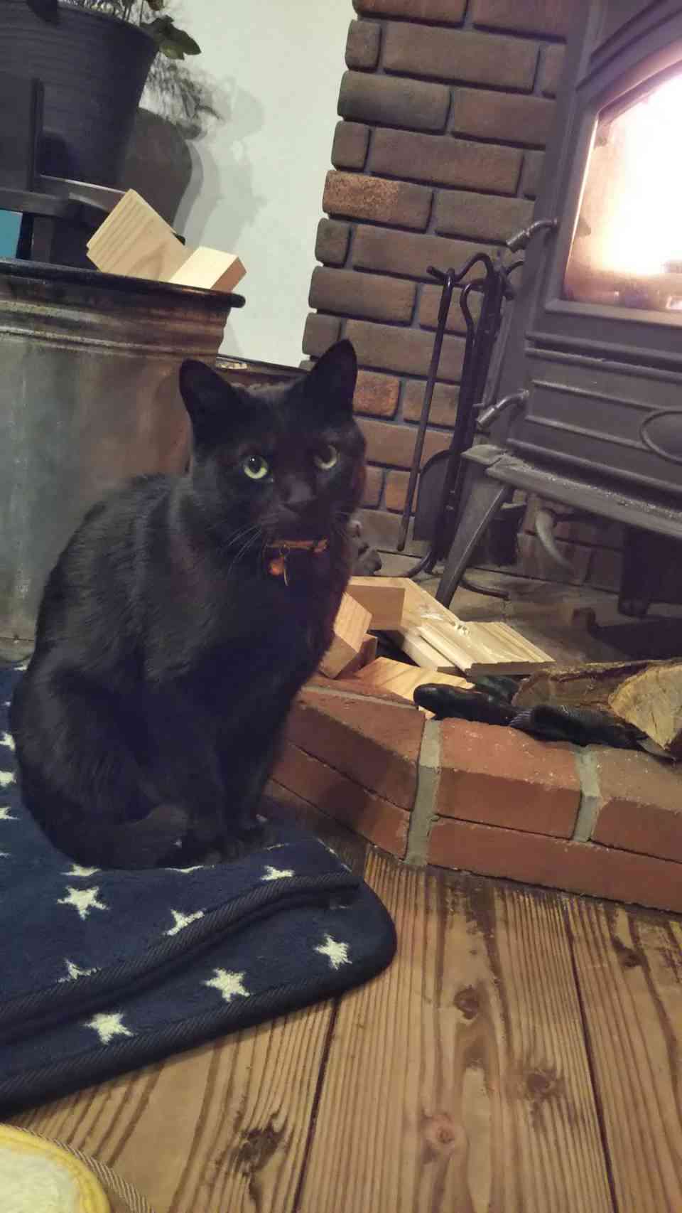 がるちゃん猫カフェ82号店開店しました♪(初めての方も大歓迎♪)
