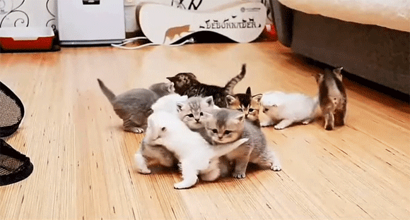 がるちゃん猫カフェ82号店開店しました♪(初めての方も大歓迎♪)