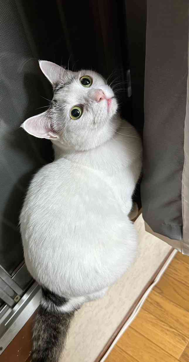 がるちゃん猫カフェ82号店開店しました♪(初めての方も大歓迎♪)