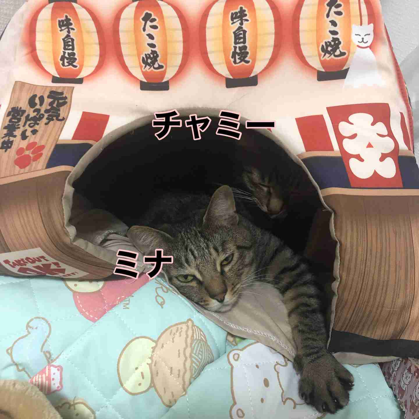 がるちゃん猫カフェ82号店開店しました♪(初めての方も大歓迎♪)