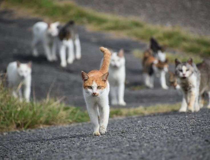 がるちゃん猫カフェ82号店開店しました♪(初めての方も大歓迎♪)