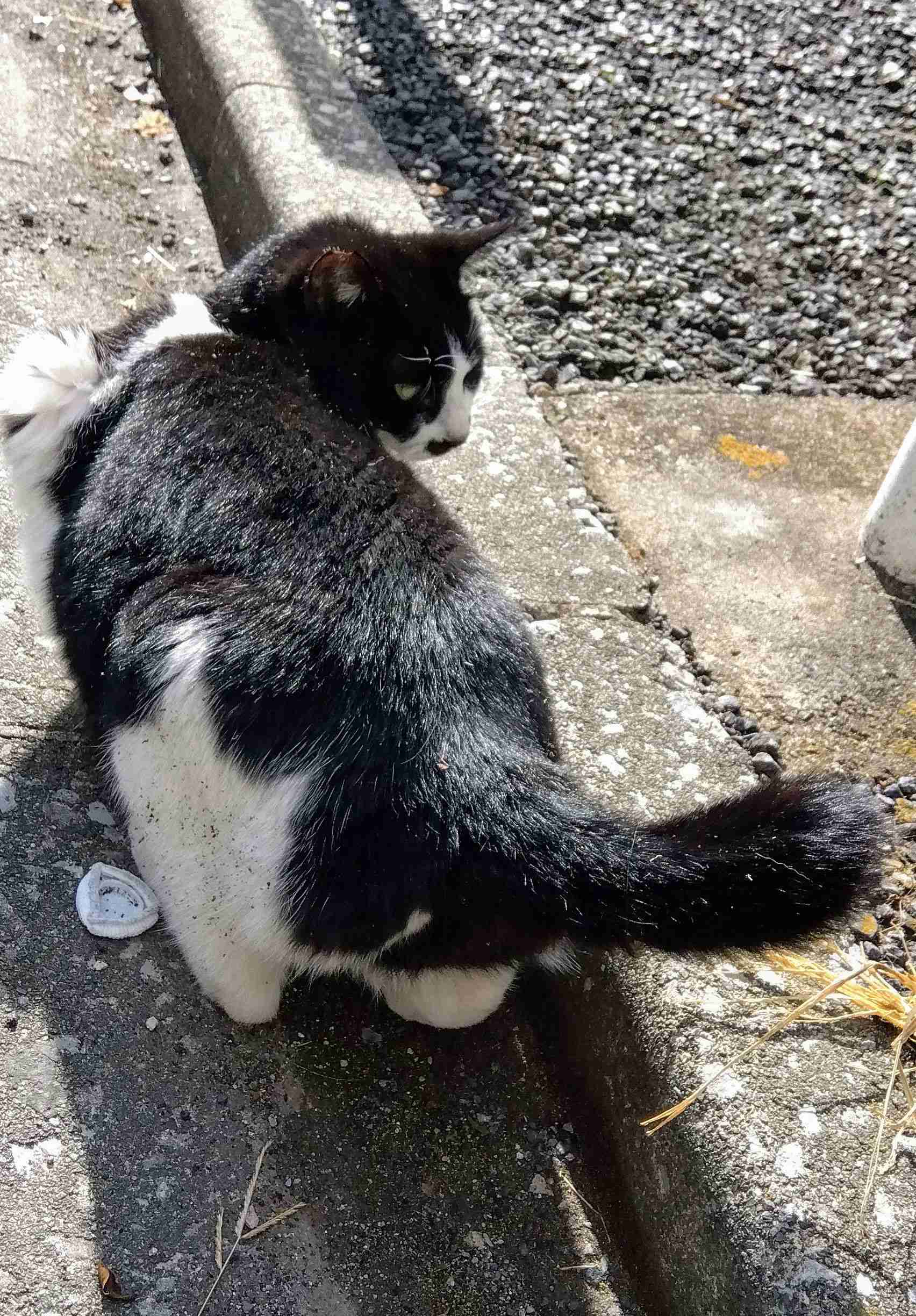 がるちゃん猫カフェ82号店開店しました♪(初めての方も大歓迎♪)
