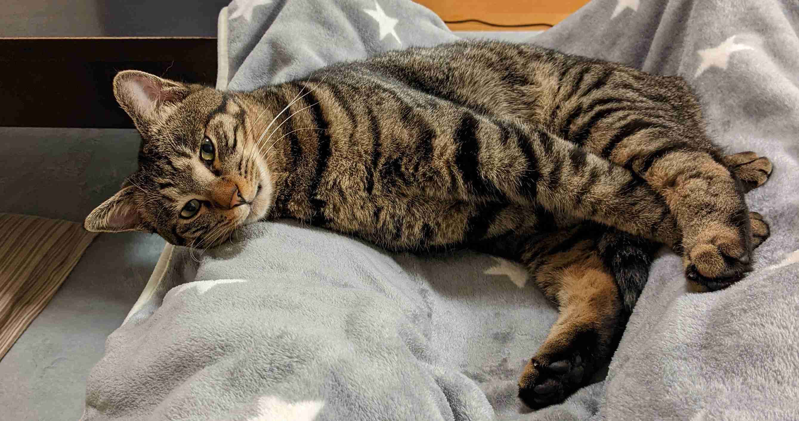 がるちゃん猫カフェ82号店開店しました♪(初めての方も大歓迎♪)