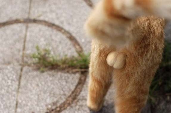 がるちゃん猫カフェ82号店開店しました♪(初めての方も大歓迎♪)