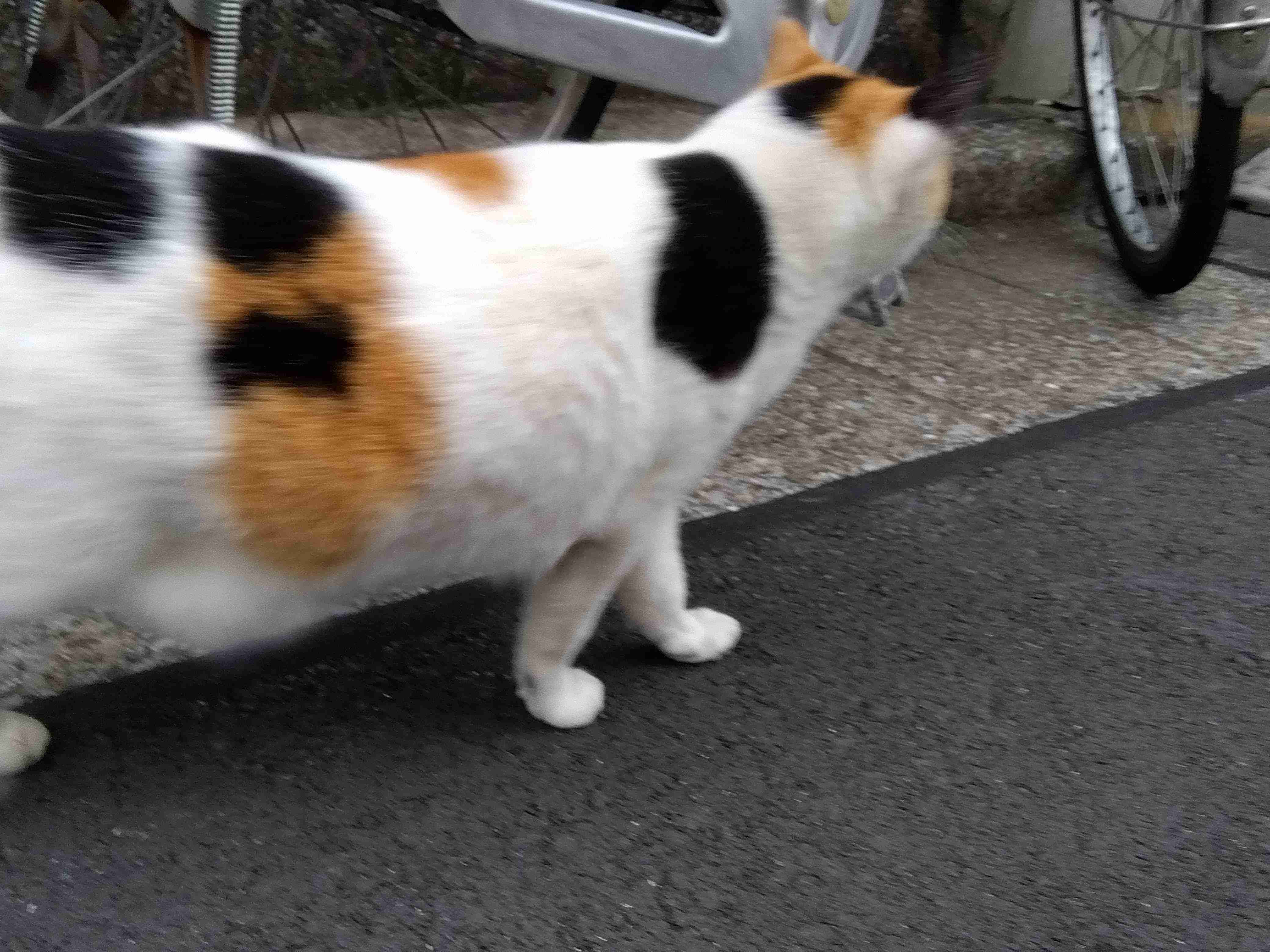 がるちゃん猫カフェ82号店開店しました♪(初めての方も大歓迎♪)