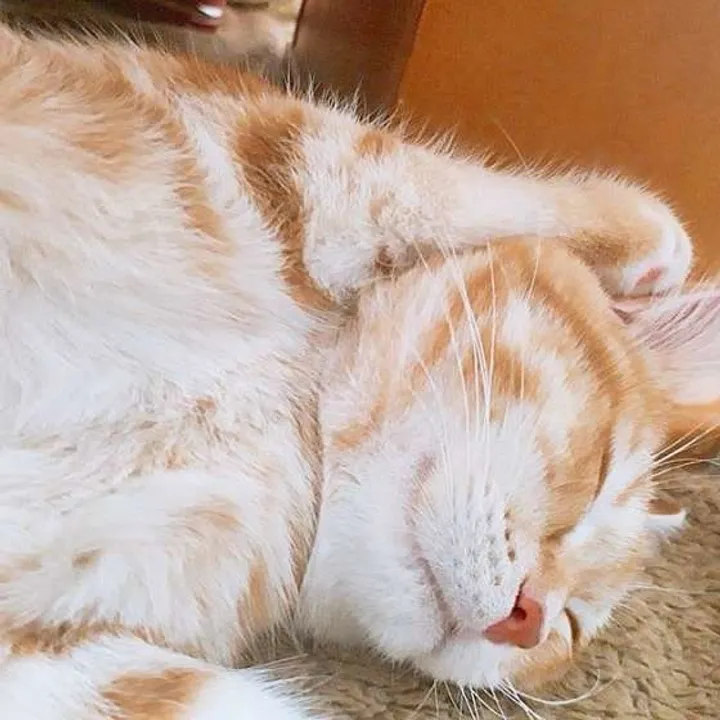 がるちゃん猫カフェ82号店開店しました♪(初めての方も大歓迎♪)