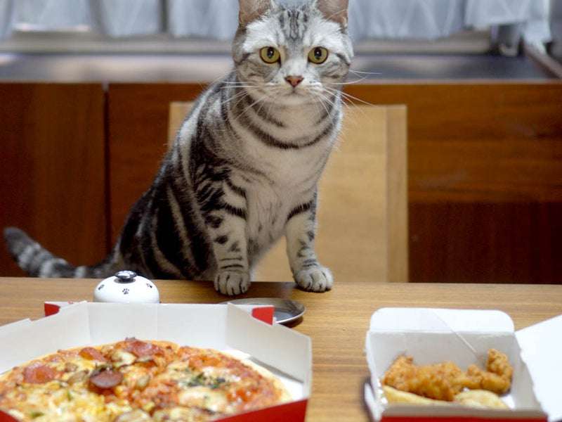 がるちゃん猫カフェ82号店開店しました♪(初めての方も大歓迎♪)