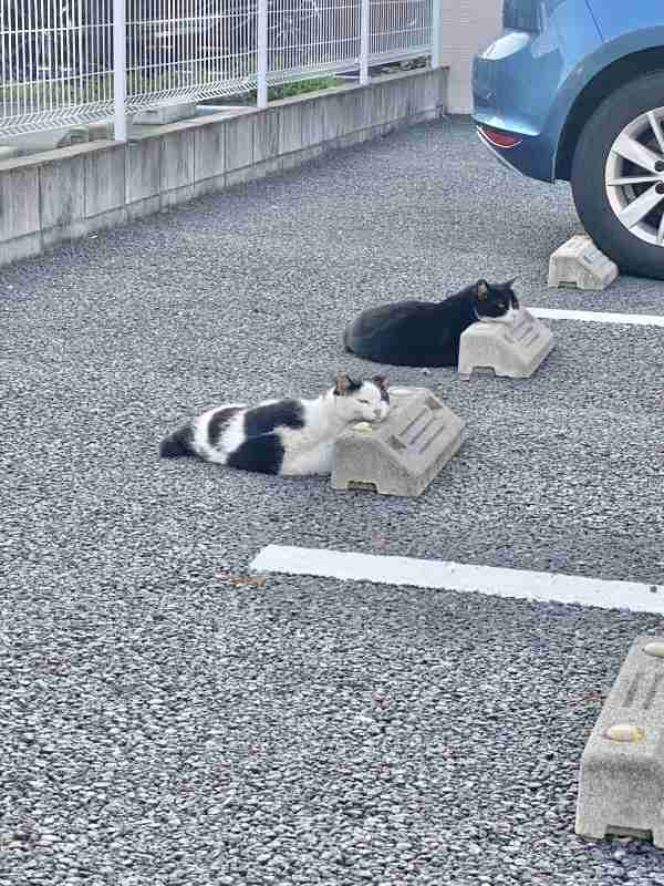がるちゃん猫カフェ82号店開店しました♪(初めての方も大歓迎♪)