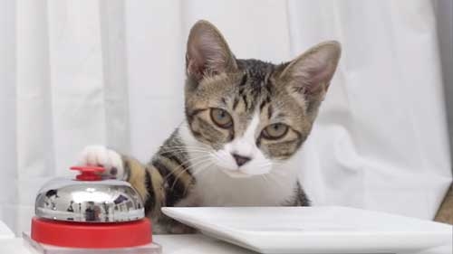 がるちゃん猫カフェ82号店開店しました♪(初めての方も大歓迎♪)