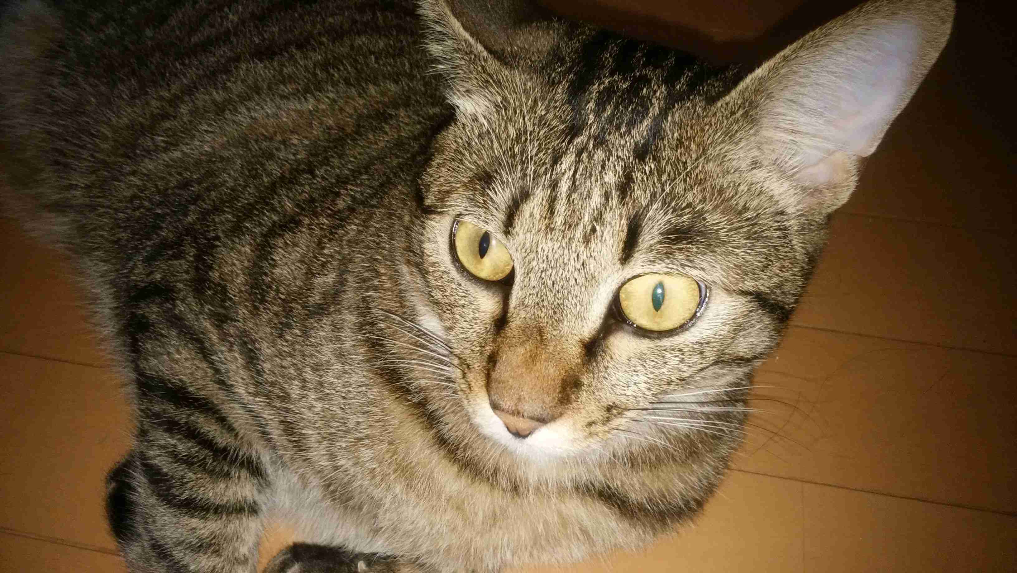 がるちゃん猫カフェ82号店開店しました♪(初めての方も大歓迎♪)