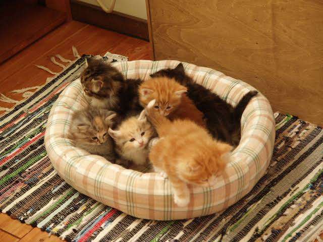 がるちゃん猫カフェ82号店開店しました♪(初めての方も大歓迎♪)