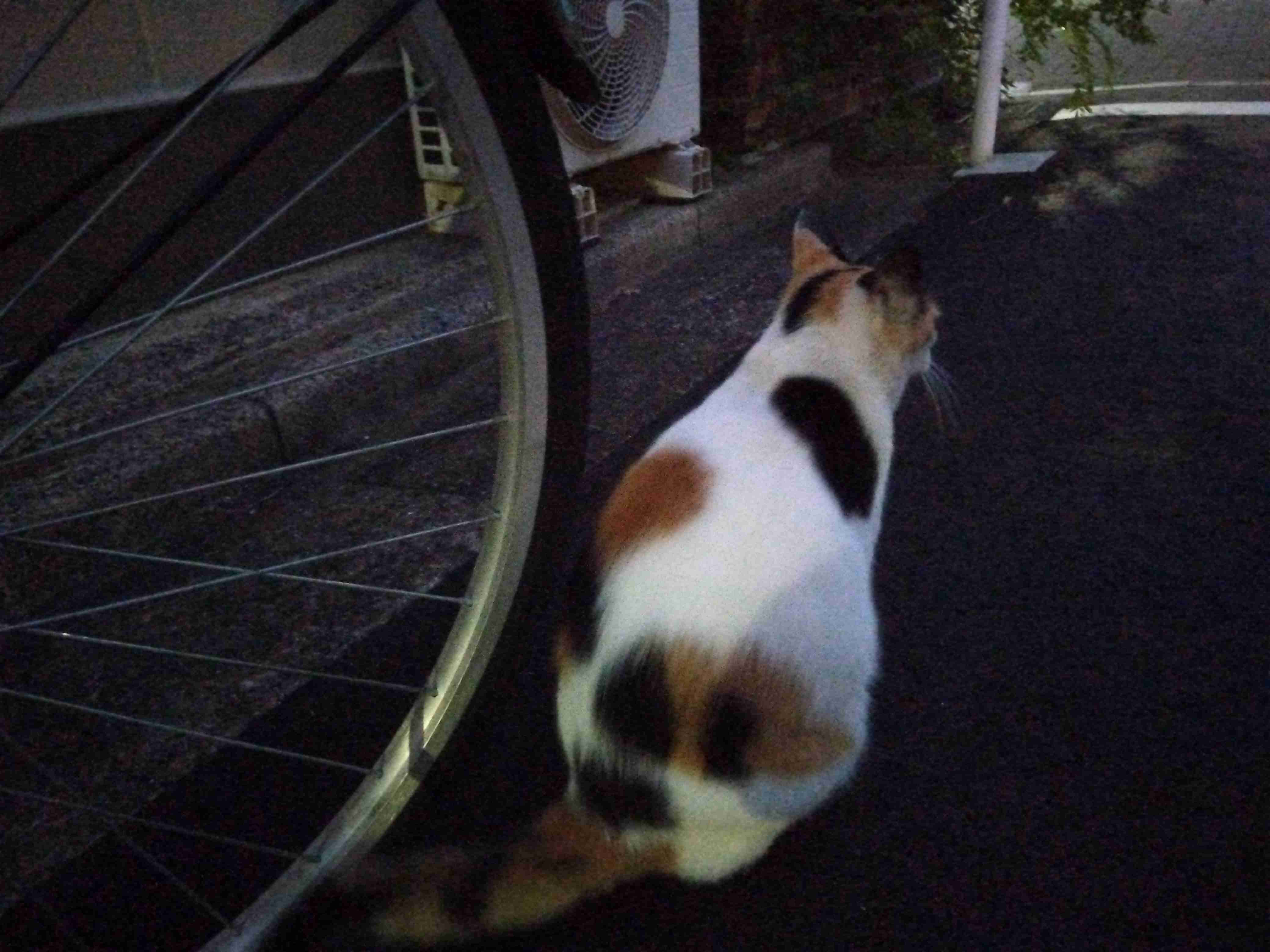 がるちゃん猫カフェ82号店開店しました♪(初めての方も大歓迎♪)