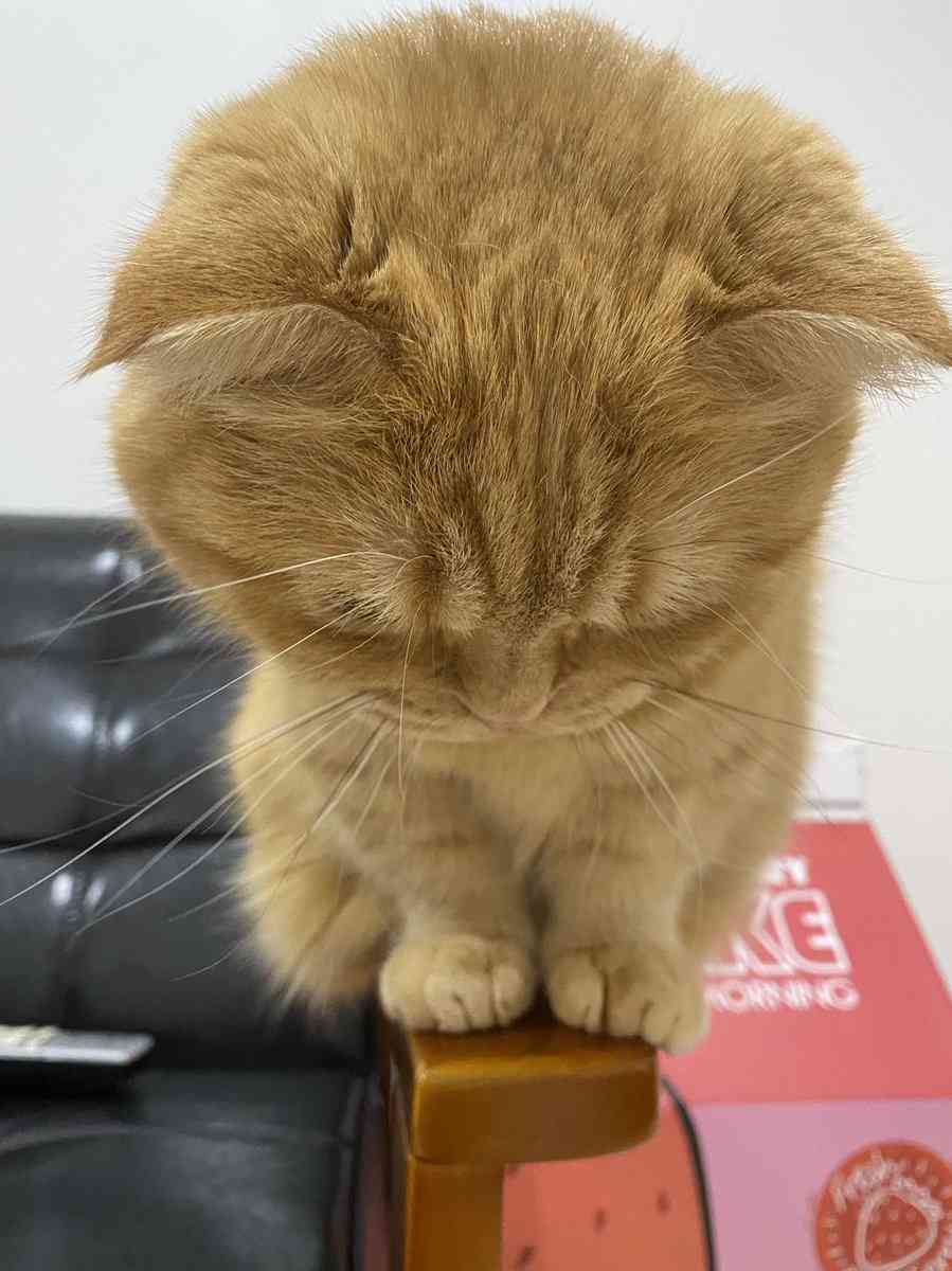 がるちゃん猫カフェ82号店開店しました♪(初めての方も大歓迎♪)