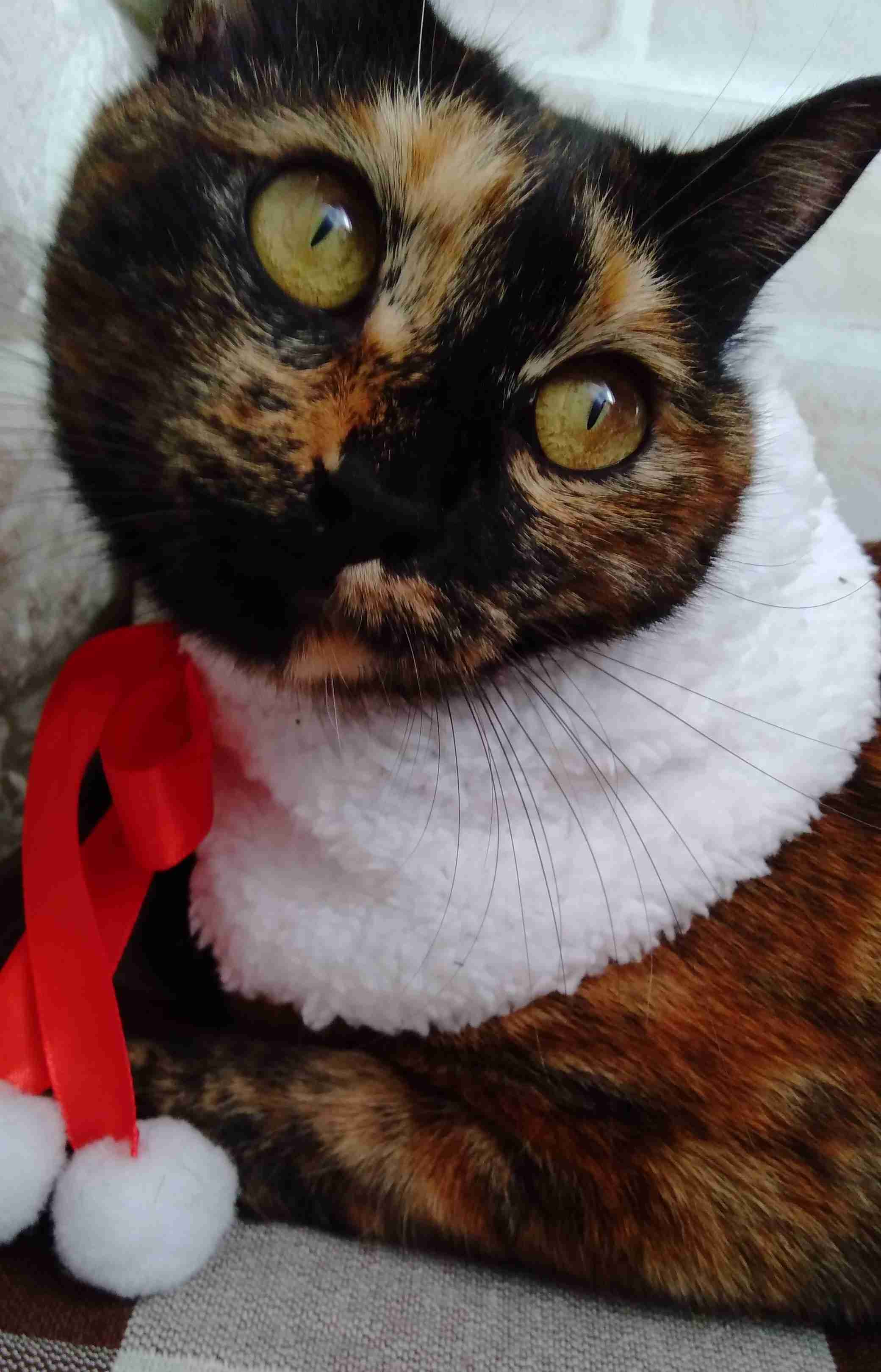 がるちゃん猫カフェ82号店開店しました♪(初めての方も大歓迎♪)