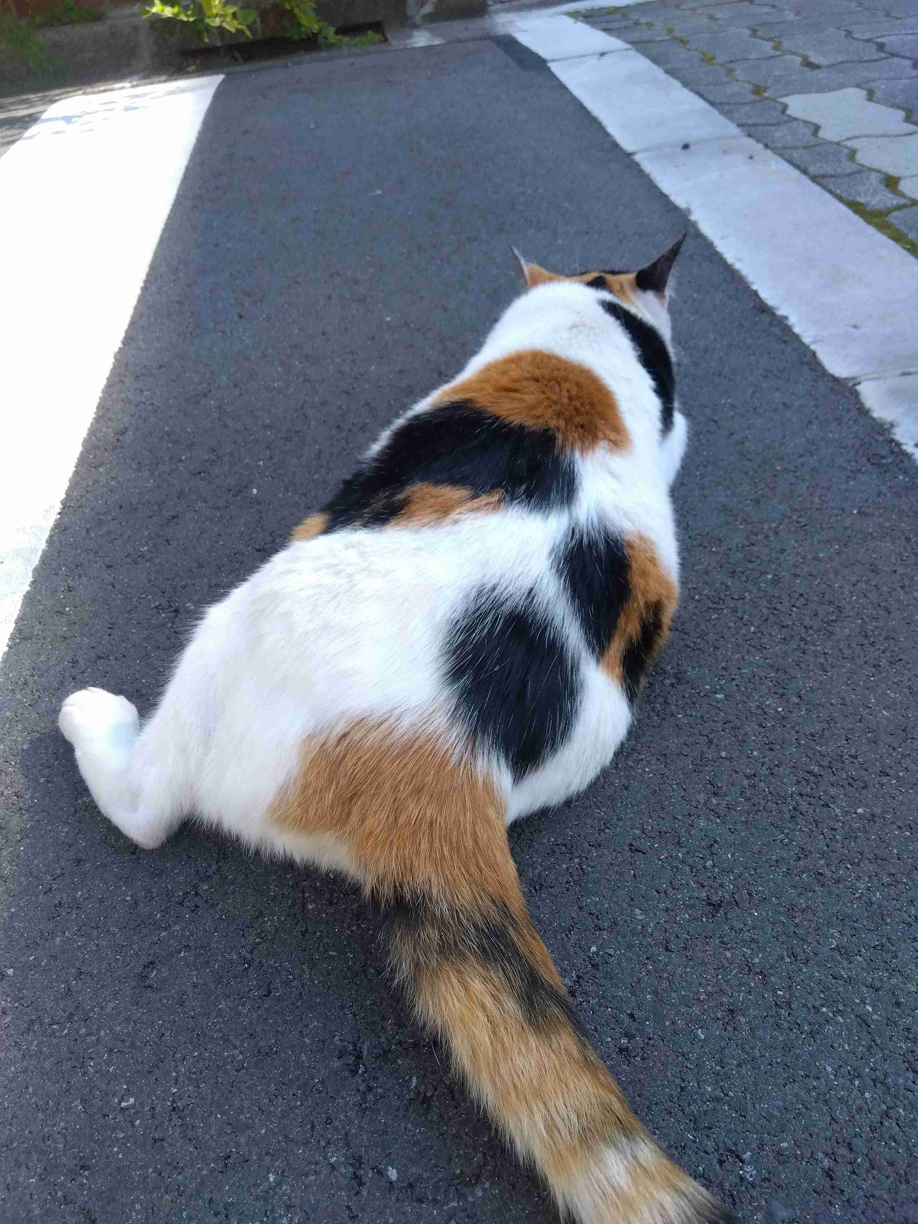 がるちゃん猫カフェ82号店開店しました♪(初めての方も大歓迎♪)