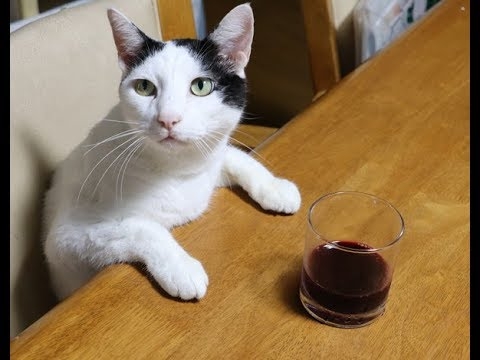 がるちゃん猫カフェ82号店開店しました♪(初めての方も大歓迎♪)