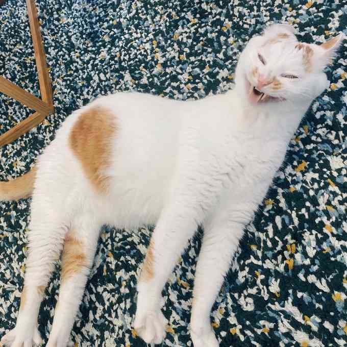 がるちゃん猫カフェ82号店開店しました♪(初めての方も大歓迎♪)